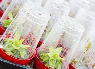 orto-inverno-trucchi-serra