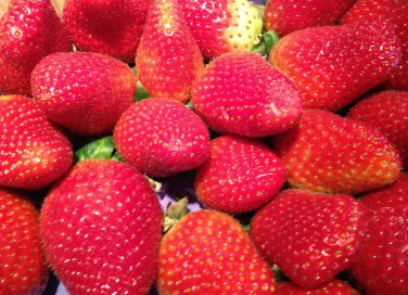 fragola proprietà primizia frutto rosso 
