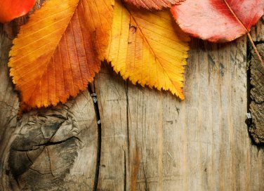 foglie autunno