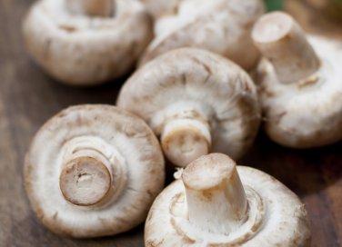 funghi consigli conservazione raccolta coltivazione casa autunno