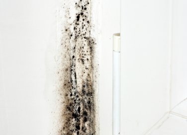 Rimedi naturali contro la muffa