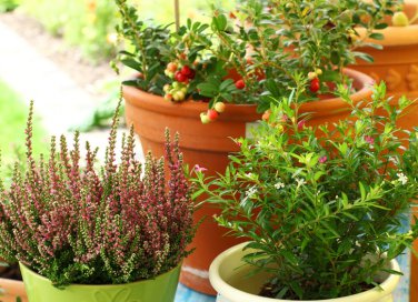 Un orto nel terrazzo