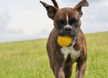 cani, gioco, giocattoli,sicurezza,animali,gioco di animali