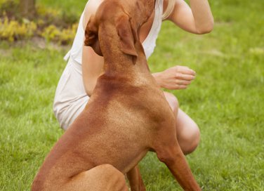 No all'abbandono dei cani