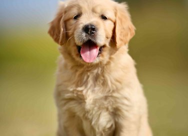 come scegliere un cane