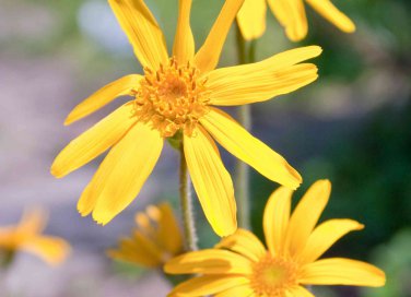 arnica proprietà e benefici