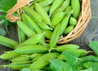 come coltivare i piselli