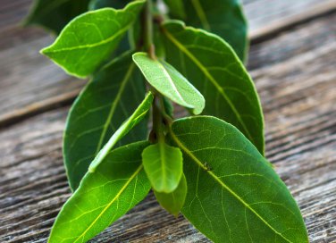 alloro proprietà terapeutiche