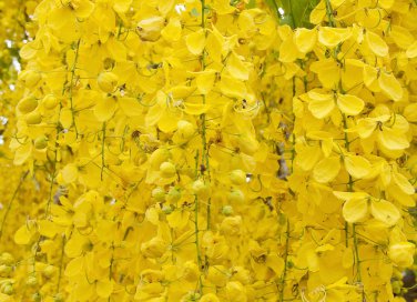 cassia proprietà curative