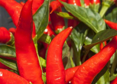 come coltivare il peperoncino in casa