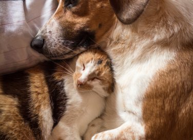 Come avere la casa pulita e profumata se ci sono cani e gatti