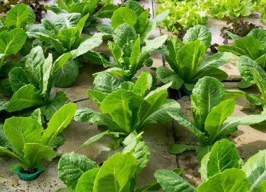 coltivare indoor guida