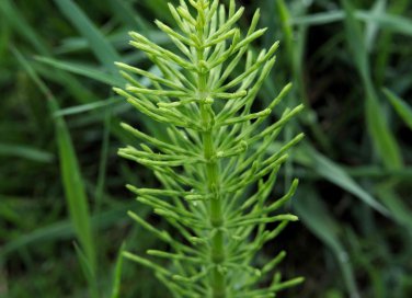 equiseto proprietà e controindicazioni