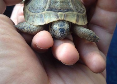 come allevare le tartarughe di terra in giardino