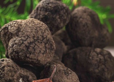 come coltivare il tartufo a casa