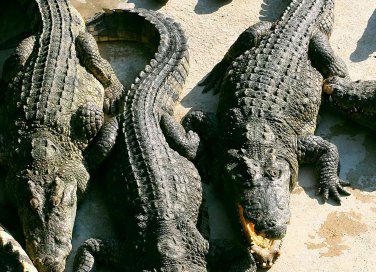 sognare coccodrilli significato