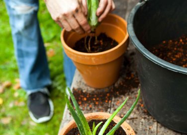 come coltivare l'aloe vera in casa