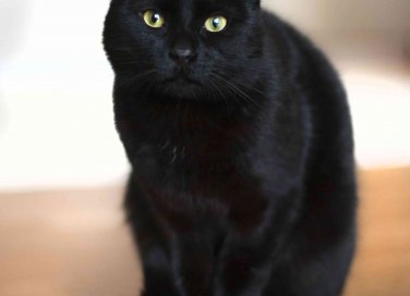 cosa significa sognare gatti neri