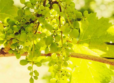 sognare uva bianca cosa significa