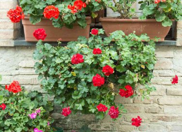 Cosa piantare a marzo sul balcone