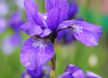 La sbocciatura dei fiori nei parchi più belli d’Italia