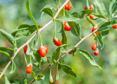 come coltivare le bacche di goji