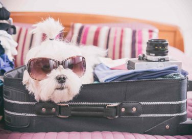 cosa mettere in valigia per il cane in vacanza