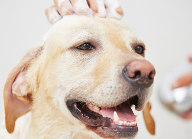 Ogni quanto bisognerebbe fare il bagno al proprio cane