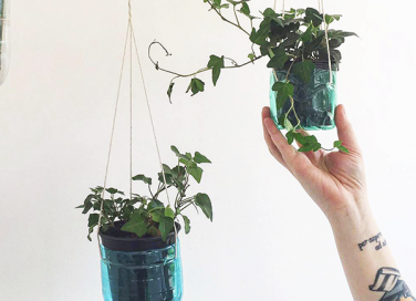 Costruire un giardino verticale in casa utilizzando le bottiglie di plastica