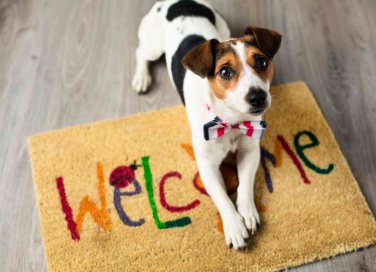 come adottare e allevare cuccioli di cane
