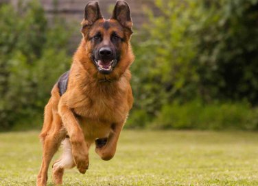 Come addestrare un cane alla difesa e alla guardia