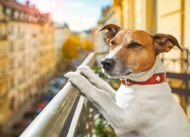 Cane che abbaia di notte cosa fare