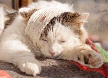 Come disinfettare una ferita a un gatto