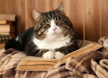allevare ed educare un gatto