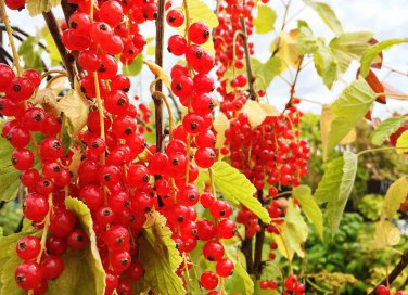 coltivazione ribes rosso e nero guida
