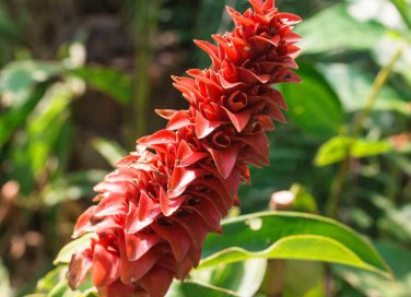 come coltivare la curcuma guida