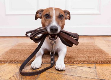 Regolamento cani al guinzaglio: le nuove regole