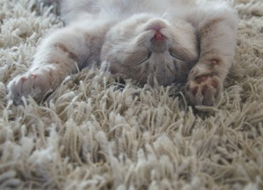 come pulire la moquette