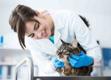 Sterilizzazione del gatto costi, decorso post operatorio e dieta 