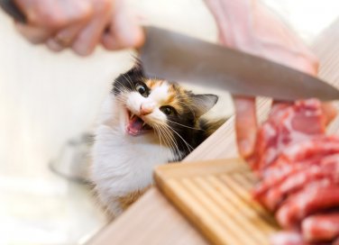 menu di pesce giornata del gatto 17 febbraio