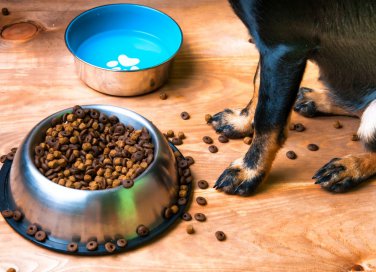 animali domestici, pulizia, rimedi naturali