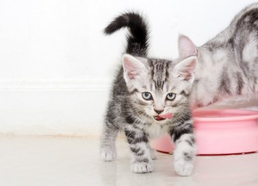 gatti, animali, alimentazione