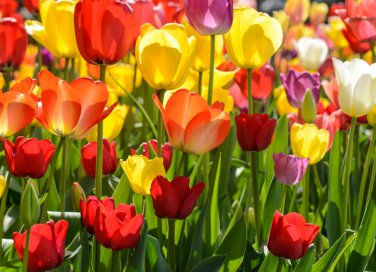 fiori balcone primavera, piantare bulbi tulipano, conservare bulbi tulipano