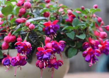 coltivare fucsia in vaso, coltivare fucsia
