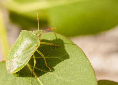 cimici verdi, rimedi naturali, piante