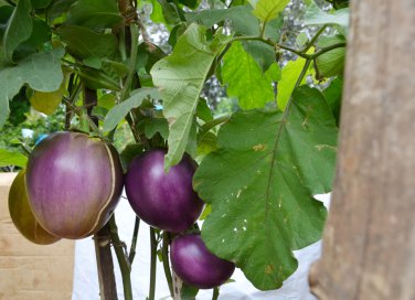 coltivare melanzane vaso, coltivare melanzane orto