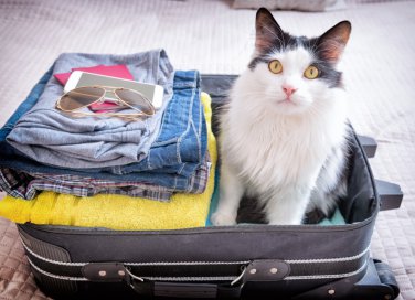 vacanza, gatto, stress