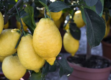 coltivare limoni balcone, coltivare limoni vaso