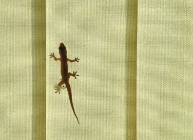 geco casa allontanare, geco casa, eliminare gechi