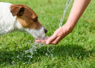 cane, colpo calore, strategie anti caldo